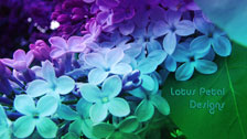  LPD Lilac Desktop Wallpaper